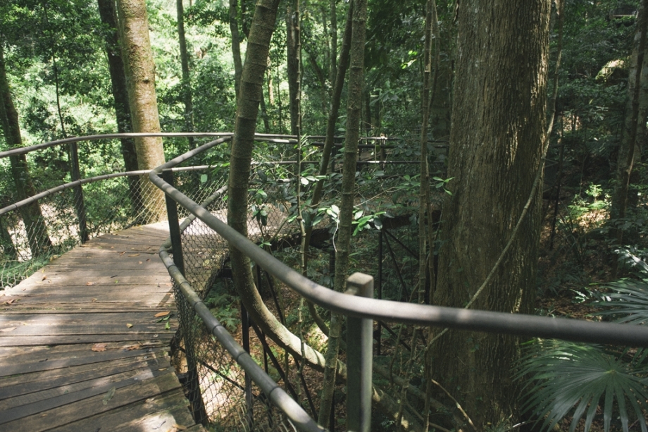 Minnamurra Forest