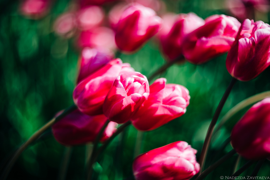 Tulips Blossom
