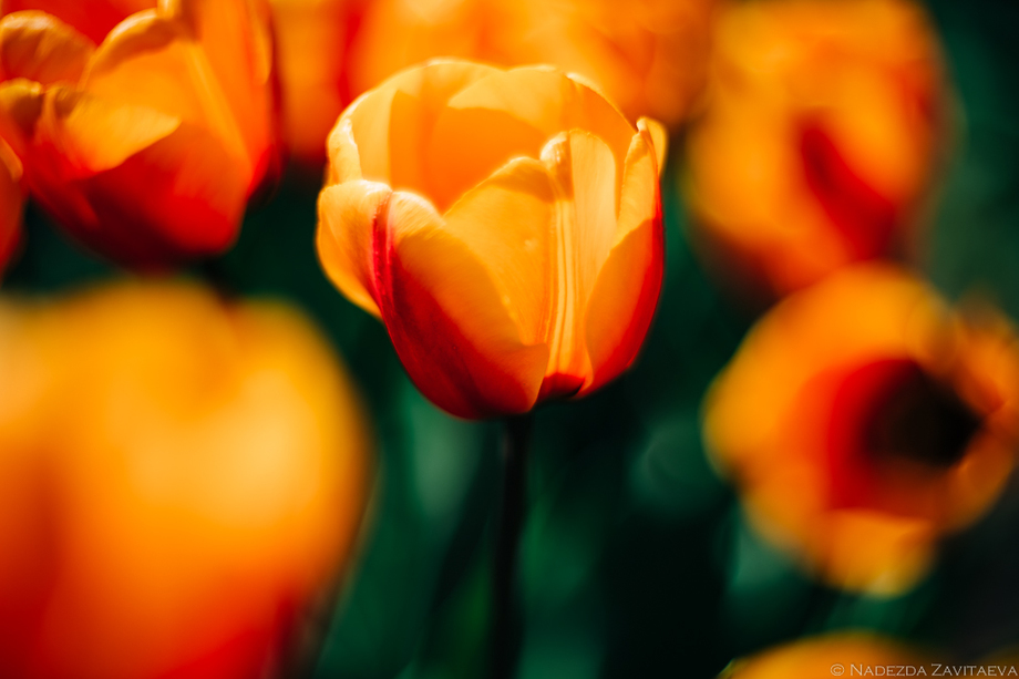 Tulips blossom
